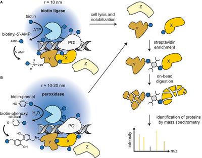 Proximity Labeling Techniques to Study Chromatin